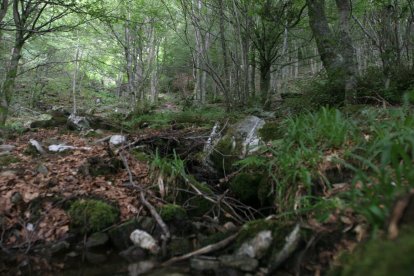 La ruta del Hayedo conduce por siete kilómetros a lo largo de bosques y arroyos.