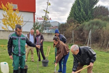Socios de Parkinson Astorga plantan los árboles.