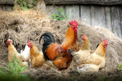 La inquietud en el sector crece por el impacto que esta pandemia puede tener en el mundo animal de foto.