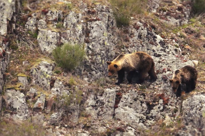 Fotograma de 'León más vivo que nunca'.
