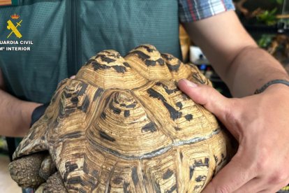 Intervenidos cerca de 500 animales exóticos protegidos en un falso refugio de Ávila.