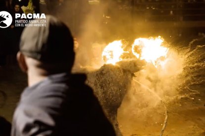 Pacma denuncia un "fuego fallido, organización desbordada, banderas franquistas y un recinto que se vació antes del fin de la fiesta" durante la celebración.