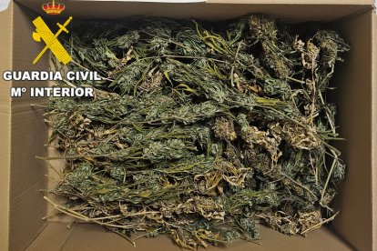 Marihuana incautada en la operación dirigida por la Guardia Civil