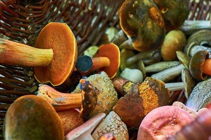 Algunas setas comestibles pueden parecerse peligrosamente a especies tóxicas, por eso nunca deben mezclarse ni identificarse solo por su apariencia.