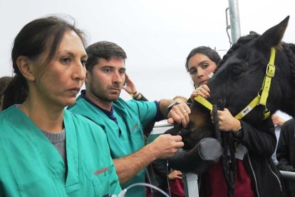 El Hospital Veterinario de la ULE practica cirugías equinas en vías respiratorias altas.