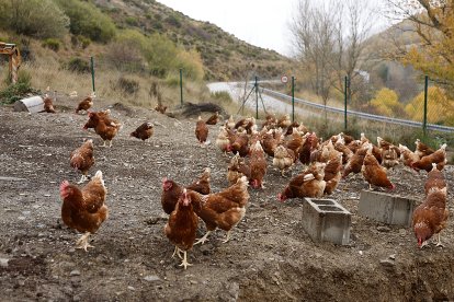 Gallinas en una explotación de la comarca leonesa de Omaña.