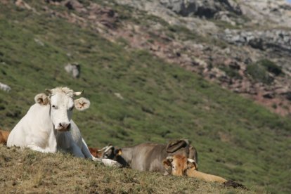 Amacyl denuncia la falta de relevo generacional y los problemas burocráticos del sector ganadero.