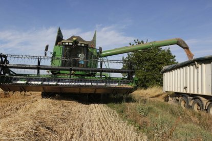 Una cosechadora en una finca de trigo en León.