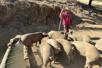 Explotación porcina en Huelva