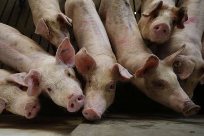 La provincia leonesa tiene alrededor de 90 explotaciones de porcino.