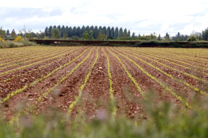 Finca de maíz en León