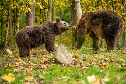 Luna y Ponderoso en el bosque del santuario de Bad Füssing, en Alemania, donde viven.