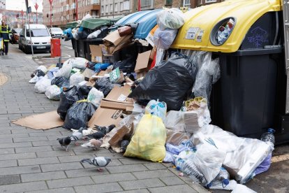 Las palomas se dan un festín con la basura desparramada en Párroco Pablo Díez.