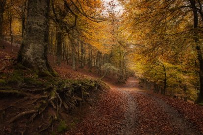 El Hayedo de Cuesta Fría, Patrimonio Mundial, ofrece rutas inmersivas bajo un dosel de hayas que en otoño se tiñe de oro y óxido.