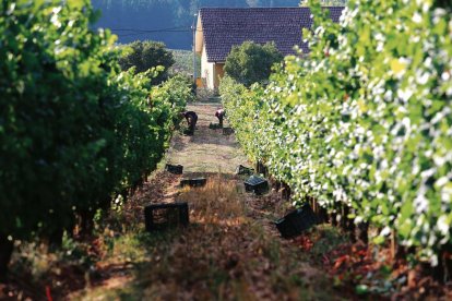 Un viñedo durante la época de vendimia en el Bierzo.