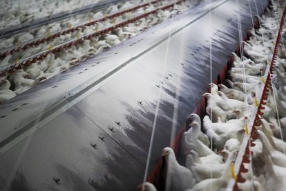 Fotografía de archivo de una granja en Lugo.