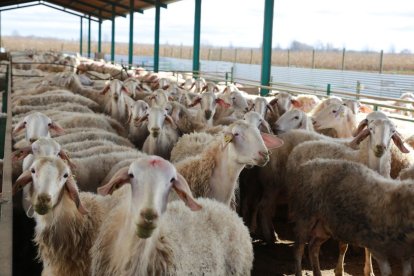 Rebaño de ovejas en una granja de León.