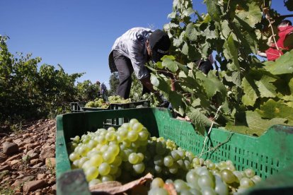 Vendimia en un viñedo de la variedad Albarín.
