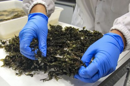  Los esticidas verdes se obtiene partir de residuos biológicos, como algas marinas.