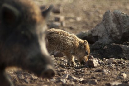 El ámbito de aplicación de la emergencia cinegética será todo el territorio de Castilla y León.