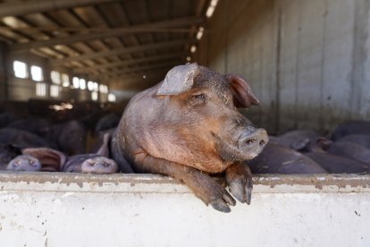 Explotación de ganado porcino en Cogeces del Monte
