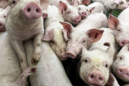  Lechones en una granja de porcino aragonesa.