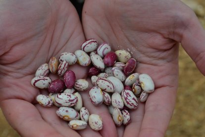 Alubias de una explotación de Villarrín del Páramo, en León.