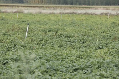 Cultivo de patatas en el Bajo Tuerto.