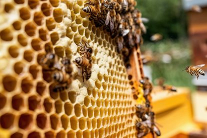En Campo la Lomba, las abejas liban flores silvestres de alta montaña, produciendo una de las mieles más puras y alpinas de España.