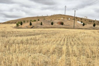 Campo de cereal en Fáfilas.