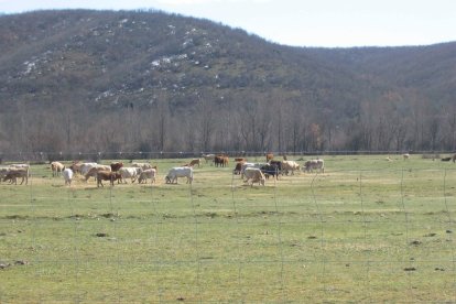 Un rebaño de vacas en un pastizal de la provincia.