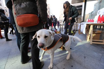 Un perro posa a cámara en un céntrica calle de la ciudad berciana.