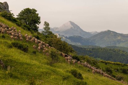 La iniciativa generará una red de apoyo y fomentará herramientas para la formación de pastores.