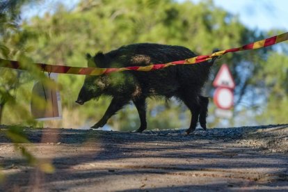Los jabalíes son los más afectados por la peste porcina que se ha declarado en Cataluña.