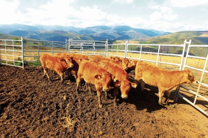Terneros de ganaderos adscritos a Ternabi en un pueblo de alta montaña en el municipio de Balboa.