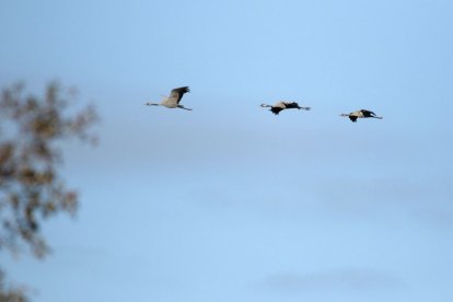 Grullas a1en el Parque Nacional de Las Tablas de Daimiel.