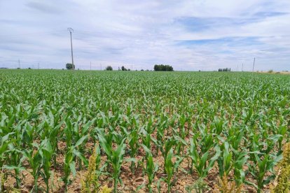 Campo de maíz en León, en una imagen de archivo.