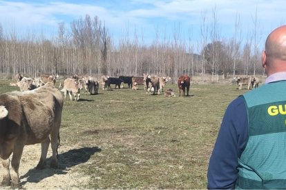 La Guardia Civil investiga a dos personas por el huerto de material eléctrico en una explotación ganadera de Sariegos (León).