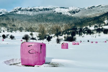 Alpacas en la nieve.