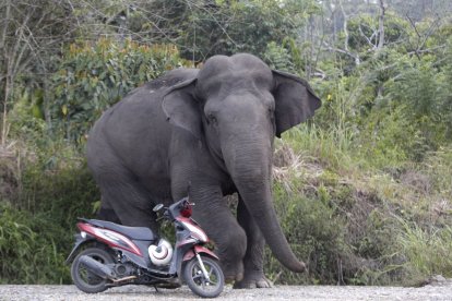 Un elefante salvaje entra en un área habitada por humanos en Indonesia, en una foto de archivo.
