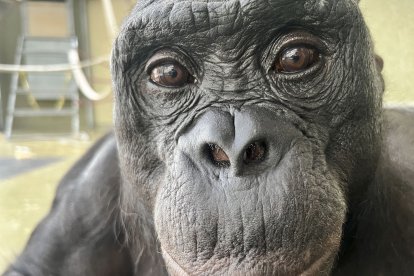 Kanzi, un bonobo de 43 años, fallecido en 2005 y que vivió en el santuario de Ape Initiative, ha demostrado que los simios tienen imaginación y saben fingir, una habilidad que se creía exclusiva de los humanos. Los simios no solo tienen imaginación sino que además saben jugar a fingir, una habilidad que se creía exclusiva de los seres humanos, según un estudio publicado en Science. Diseñando unos experimentos específicos, Amalia P. M. Bastos y Christopher Krupenye, de la Universidad estadounidense Johns Hopkins, demostraron que los simios tienen esta capacidad que probablemente surgió de los ancestros evolutivos comunes de unos y otros, hace entre seis y nueve millones de años. EFE/ Ape Initiative SOLO USO EDITORIAL SOLO DISPONIBLE PARA ILUSTRAR LA NOTICIA QUE ACOMPAÑA (CRÉDITO OBLIGATORIO)