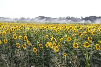 Campo de girasol en León.