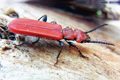 El ejemplar del escarabajo rojo encontrado en Salientes.