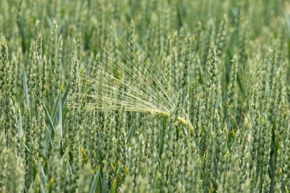 El amaranto destaca por su fortaleza agronómica y su excepcional perfil nutricional.
