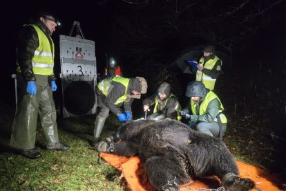 Archivo - Imagen de la captura de un oso.