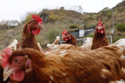 Una granja de gallinas en Villanueva de Omaña.
