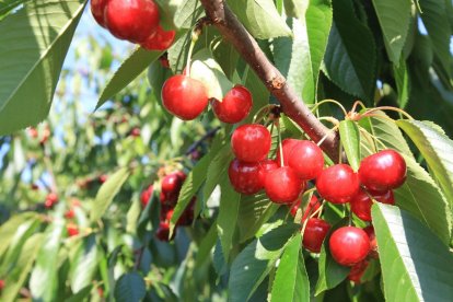 Cerezas en Cacabelos.
