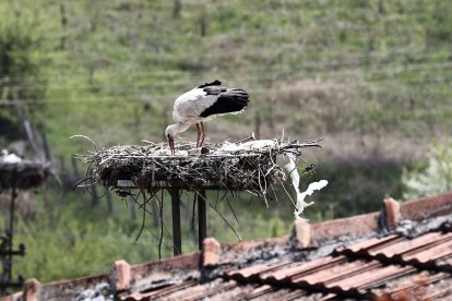Las cigüeñas también forman parte de las aves protegidas cuyos nidos no pueden retirarse sin autorización ambiental.