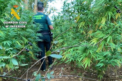 Imagen de una plantación aprehendida en Armunia.