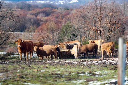 Un rebaño de vacas pasta en una finca de un municipio de la montaña de León, en una imagen de archivo.